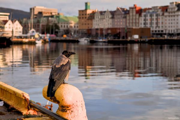 Crow by the Harbour