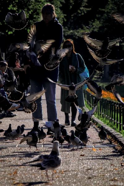 Pigeons and People