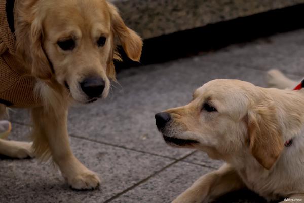 Golden Retriever meetup