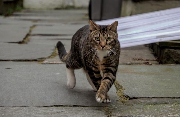 Neighbourhood tabby