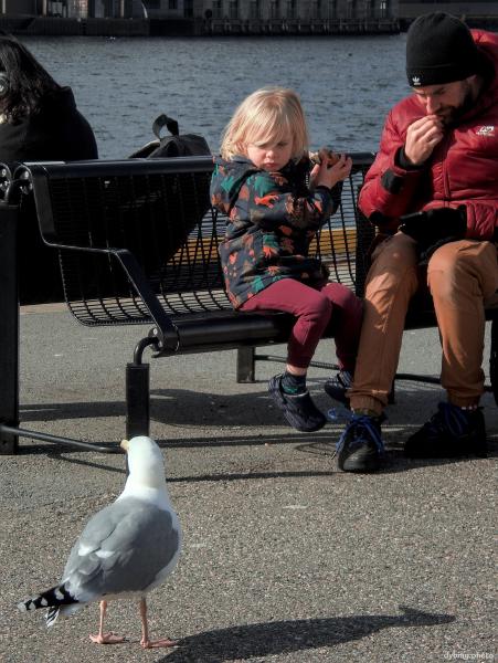 Kid with Seagull PTSD