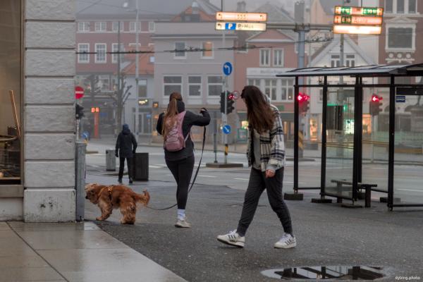 Early morning Cocker Spaniel walkies