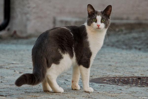 A fine feline