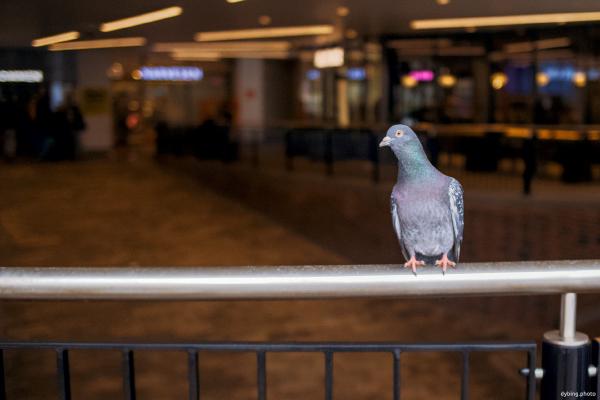 Department store pigeon