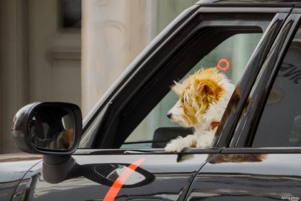 Doggo in car