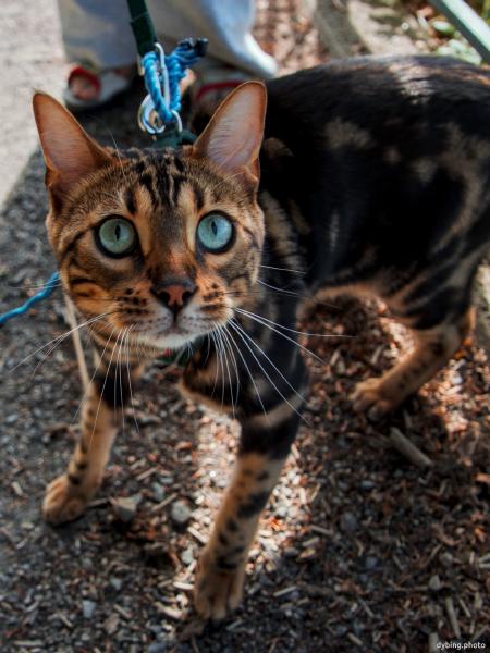 Meows on a leash