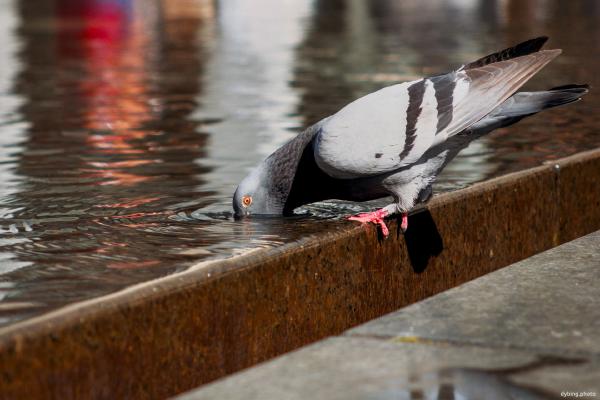 Very thirsty pigeon