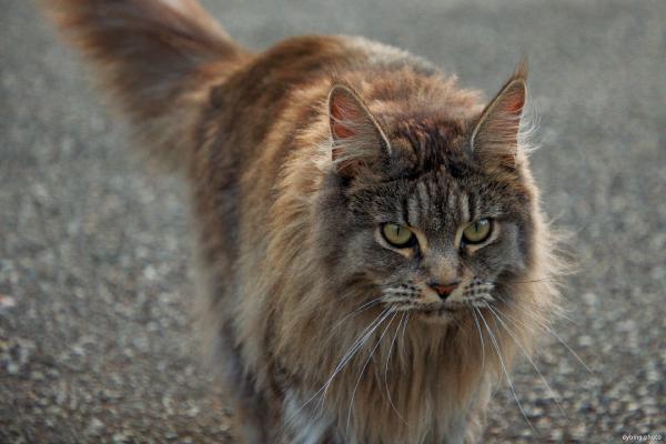 Very friendly kitty