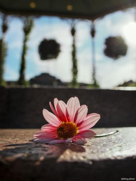Flower on Music Pavillion steps
