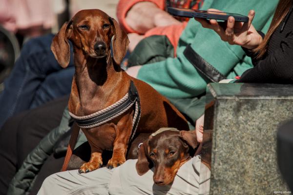 Wiener Dogs
