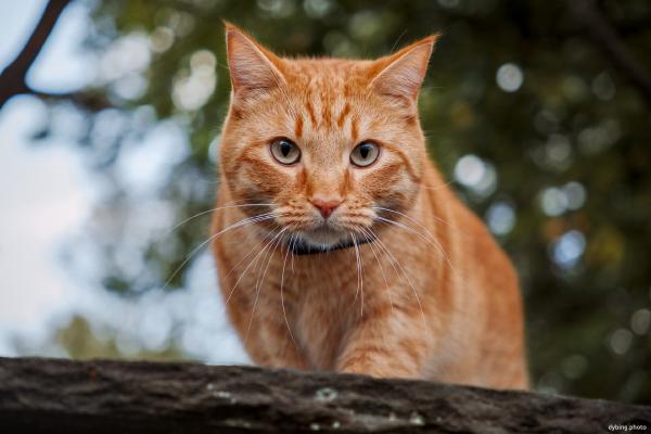 The Ginger Panther