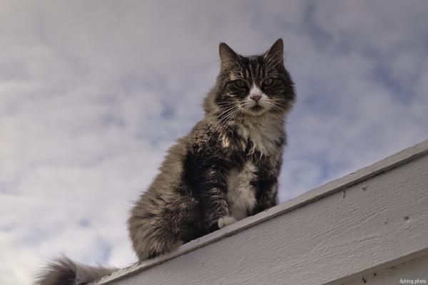 Local pewdiecat - August