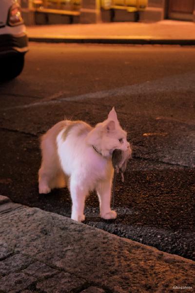 Successful night prowler - November