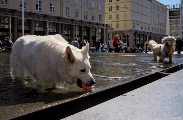 Woofies getting wet - May