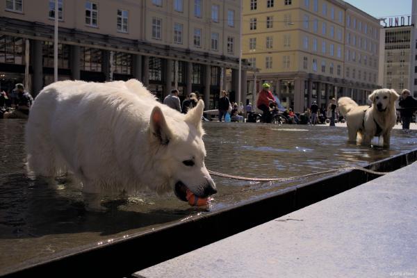 Woofies getting wet - May