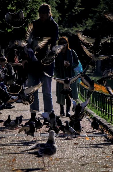 Pigeons and People - September