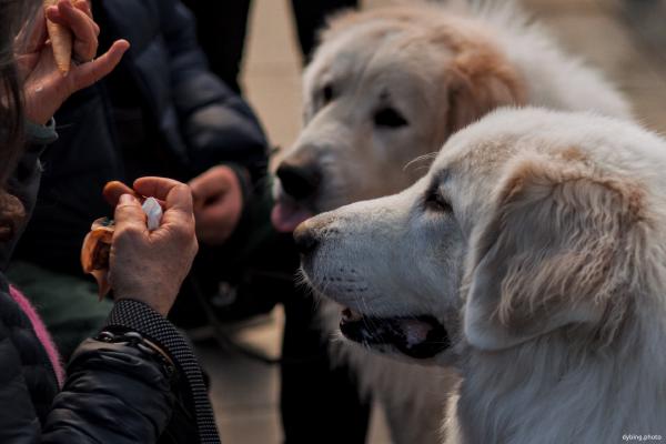 Focused doggos - April