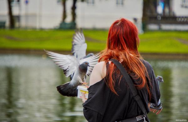 Pigeon feeding - June