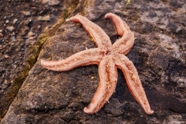Starfish out of its element