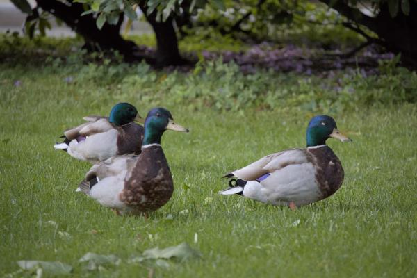 Group of Ducks - Bergen