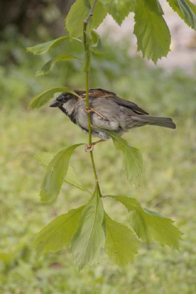 Small bird sitting on small branch - Bergen