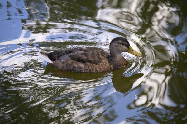 Duck in water - Bergen