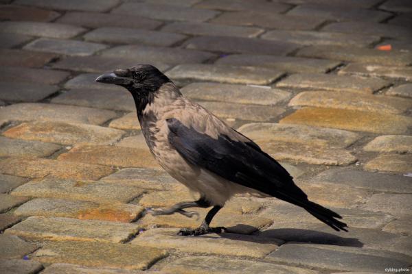 Urban Crow - Bergen