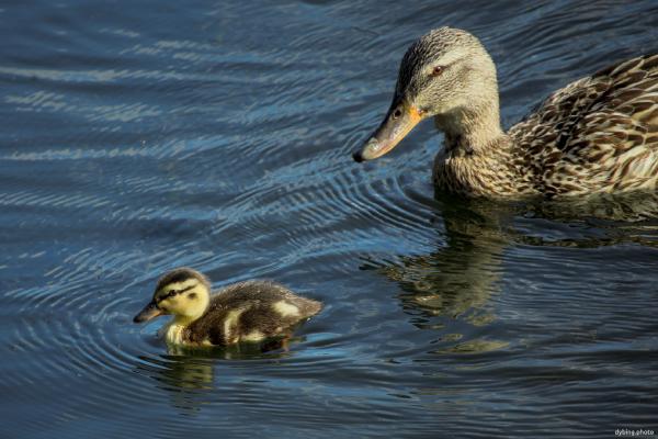 Baby duck and mommy duck - Bergen