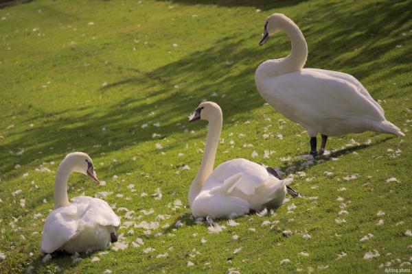 Three Swans after grooming - Bergen