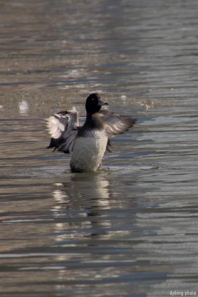 Duck (I think) spreading its' wings - Bergen