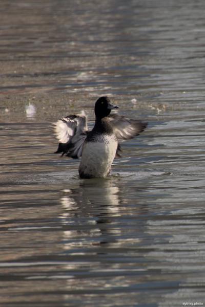 Duck spreading its' wings - Bergen