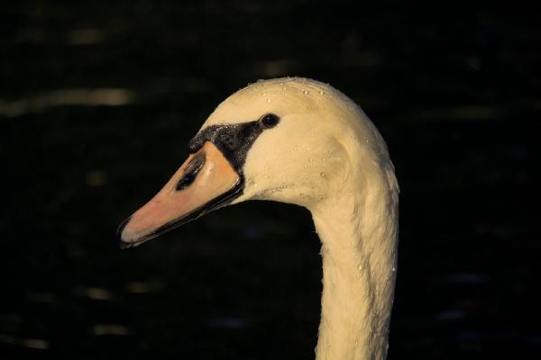 Swan really close up - Bergen