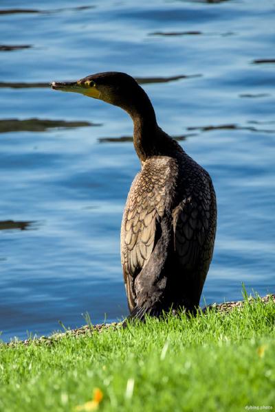 Cormorant on a visit to the central park - Bergen