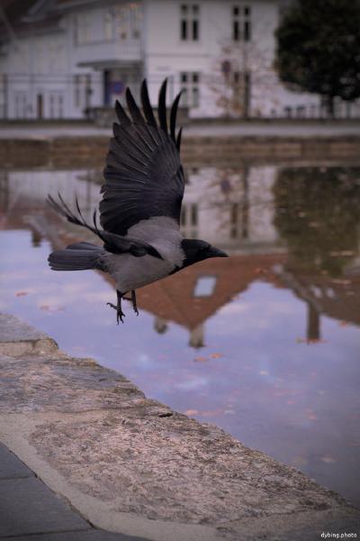 Crow lifting off - Bergen