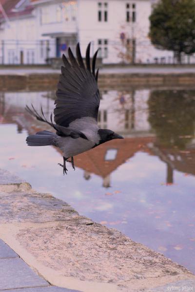 Crow taking off - Bergen