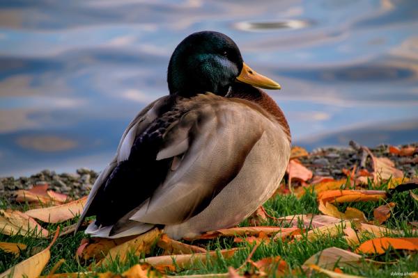 Duck keeping warm - Bergen