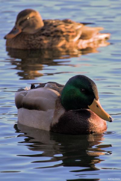 Duckies in Central Pond - Bergen