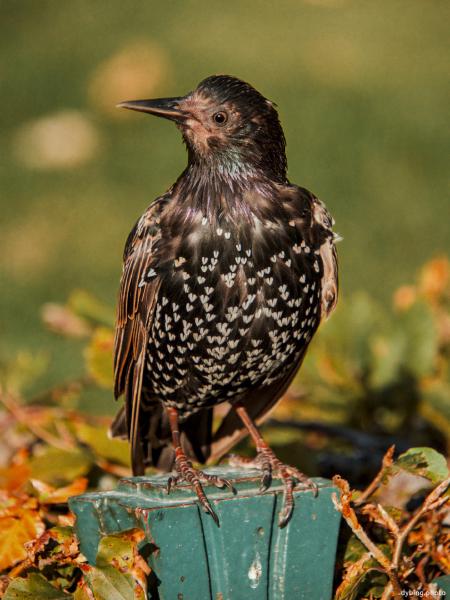 Posing Starling