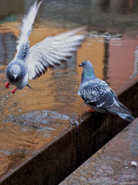 Pigeon take-off