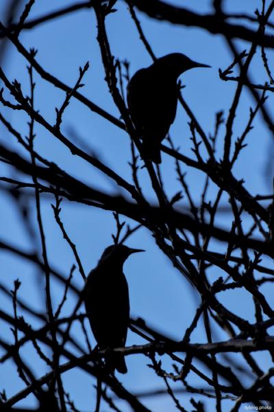 Starlings silhouettes - Bergen
