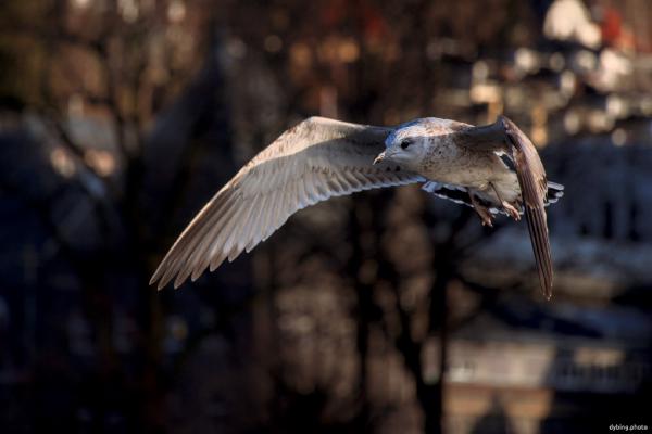 Seagull in flight - Bergen