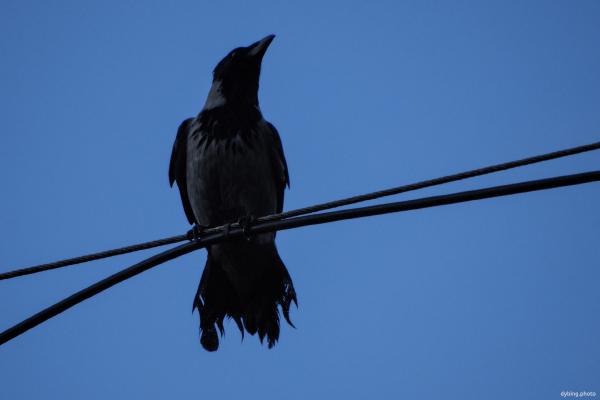 Crow on a wire - Bergen