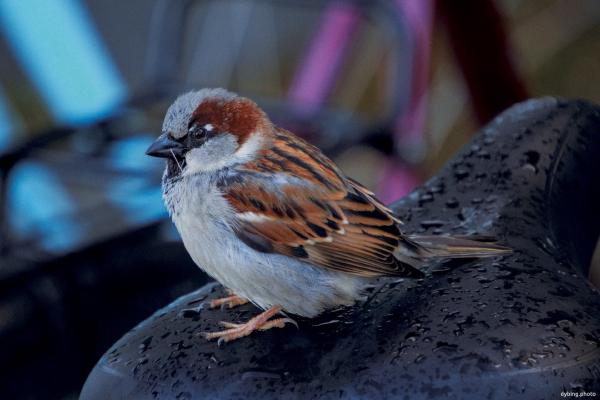 tiny bird on bike - Bergen