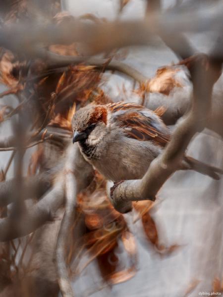 Sparrow in a bush - Bergen