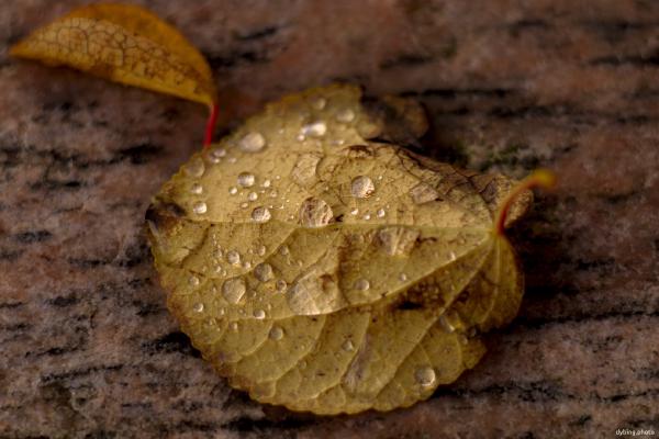 Wet Leaf - Bergen