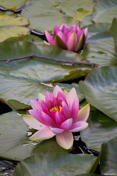 Water Lillies in pond - Bergen