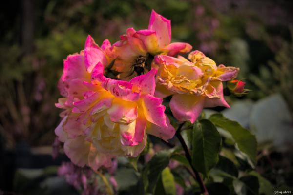 Flower in garden - Bergen