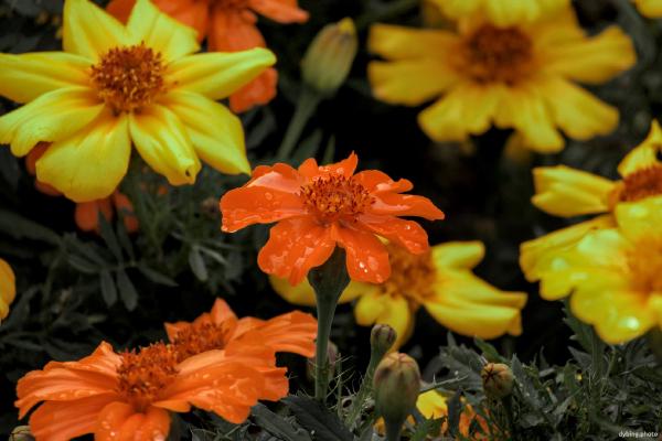 Yellow and Orange - Bergen