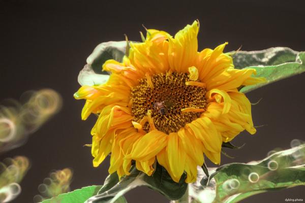 Sunflower and bee - Bergen
