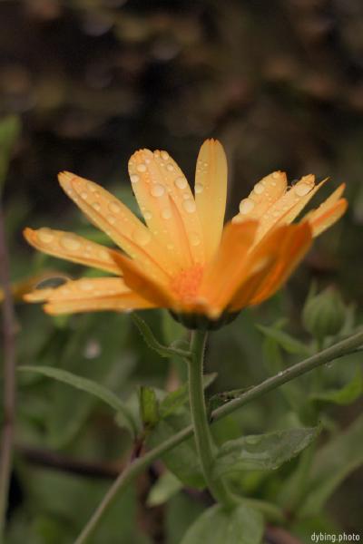 Flower with the dew on the petals - Bergen